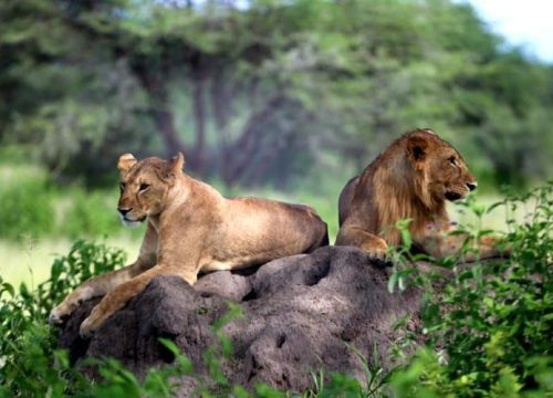 3 DAYS 2 NIGHTS MURCHISON FALLS NATIONAL PARK & BUDONGO PRIMATE SAFARI UGANDA