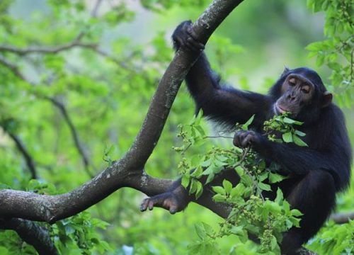 6 DAYS TRIP TO UGANDA’S PRIMATE CAPITAL (CHIMPANZEE TRACKING).