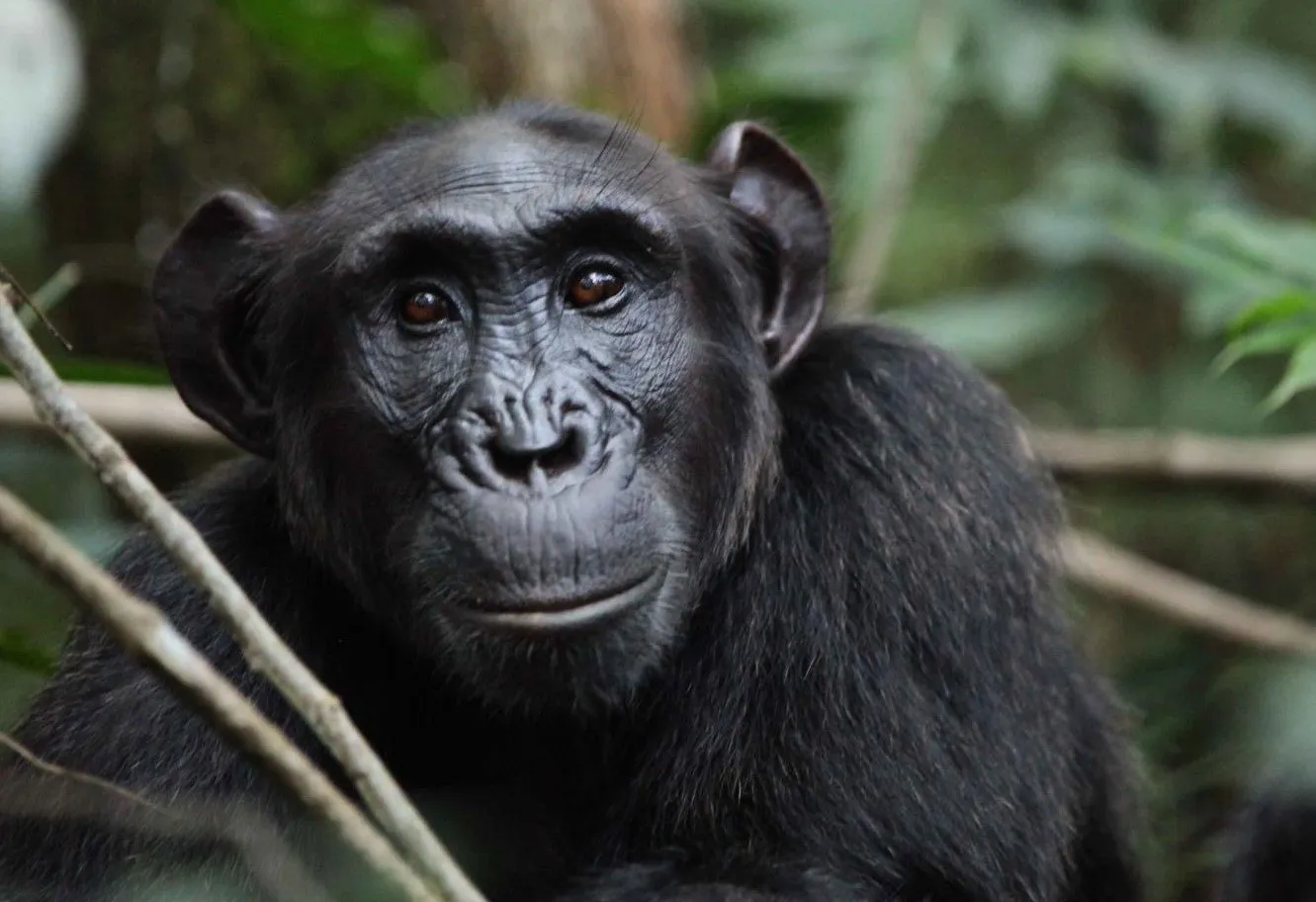 13 Day Scheduled Uganda Primate Photography Tour