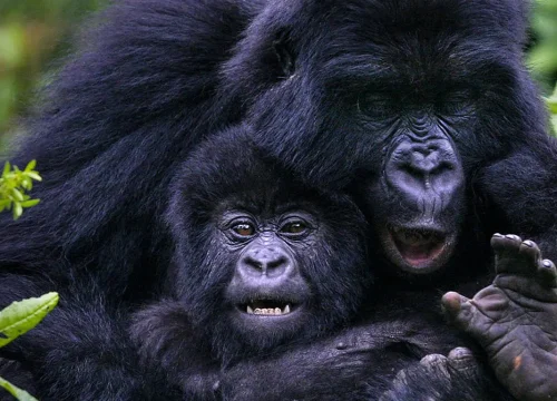 A 5 DAYS GORILLA TREKKING SAFARI