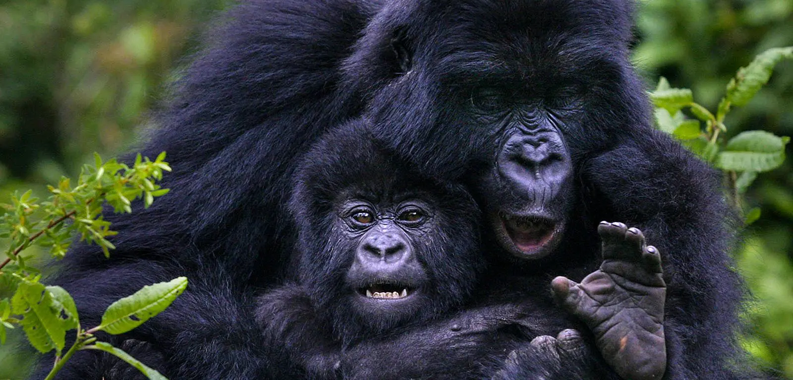 A 5 DAYS GORILLA TREKKING SAFARI