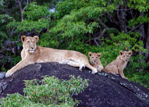 3 DAYS TRIP TO QUEEN ELIZABETH NATIONAL PARK