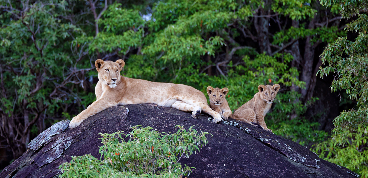 3 DAYS TRIP TO QUEEN ELIZABETH NATIONAL PARK